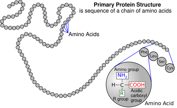 Protein primary structure